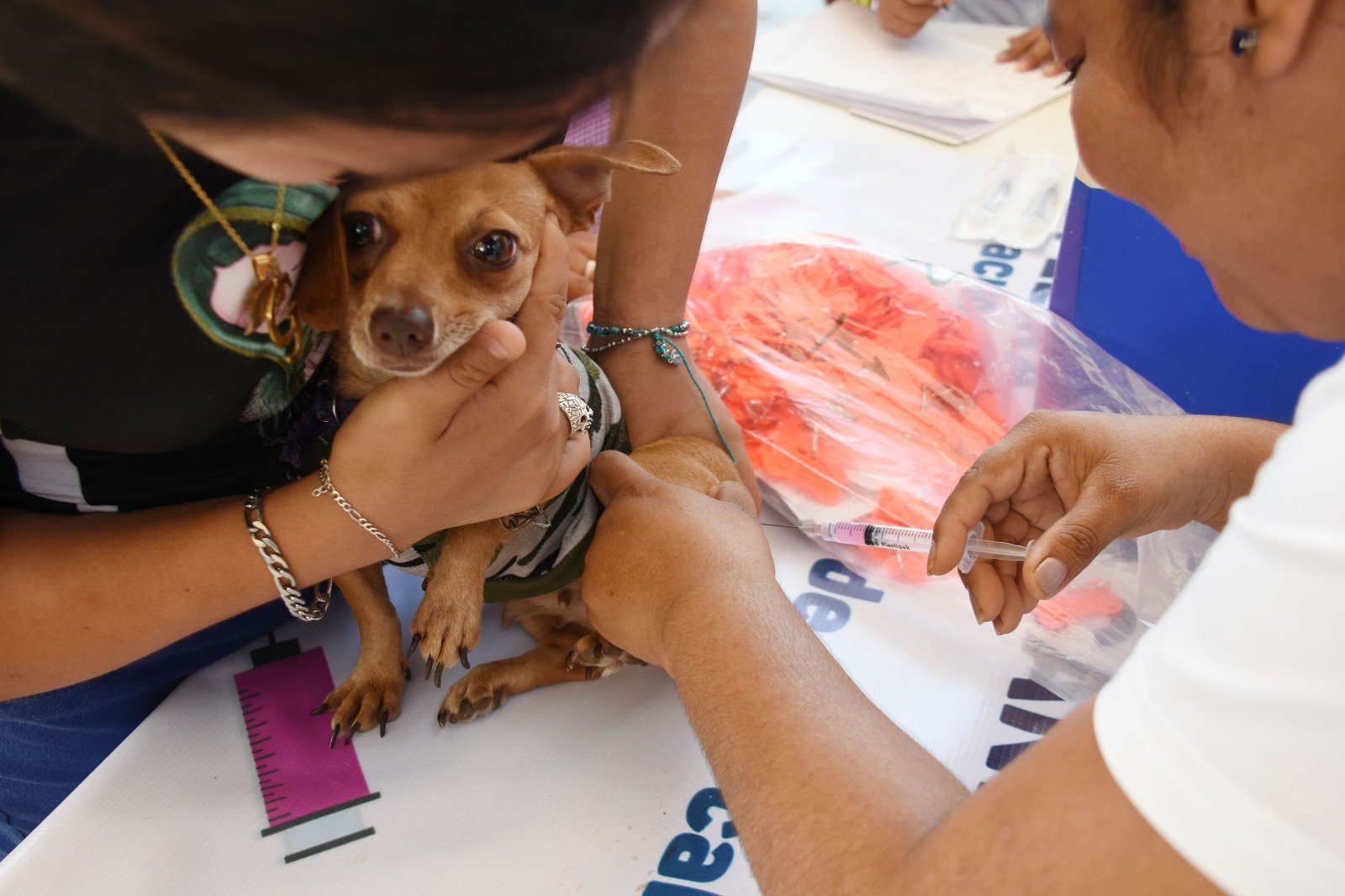 Refuerzan en Yucatán las acciones de bienestar animal y prevención sanitaria