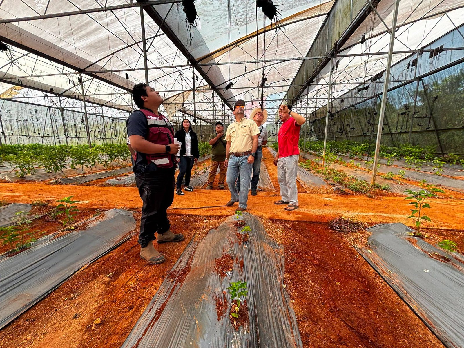 🌶️ Quintana Roo fortalece al chile habanero: productores y autoridades trazan ruta para impulsar el campo