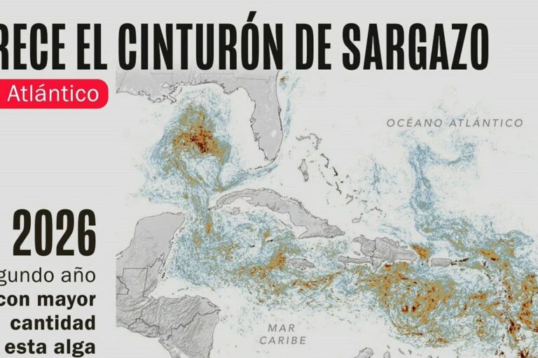 NASA documenta un enorme cinturón de sargazo en el Atlántico